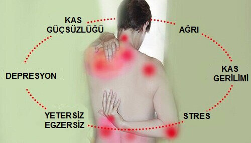 fibro